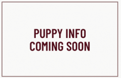 puppy-coming-soon